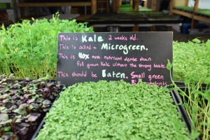 Micro Greens Kale 1
