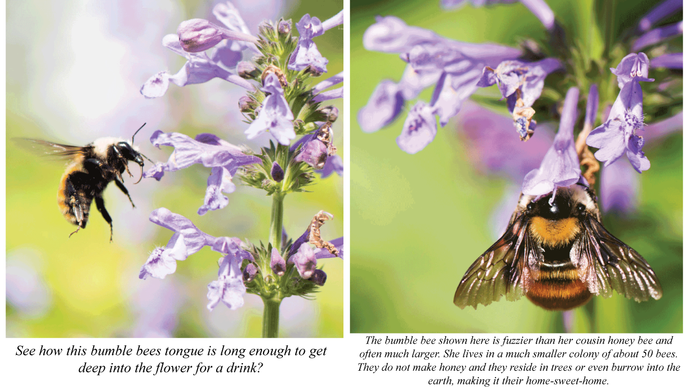 purple-bees